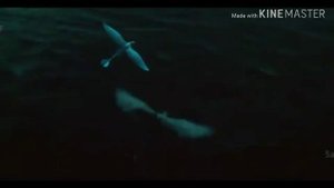Клип "Бабочка" Дневная фурия и Беззубик/ Как приручить дракона