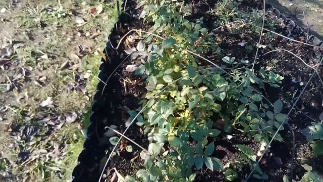 Подготавливаю розы к зимовке,как буду сохранять черенки непроданных гортензий. смотреть онлайн