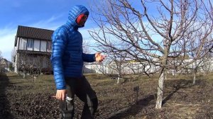Весенняя ОБРЕЗКА и ОБРАБОТКА яблони Обрезка ЯБЛОНИ весной