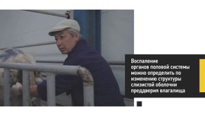 Диагностика гинекологических болезней коров