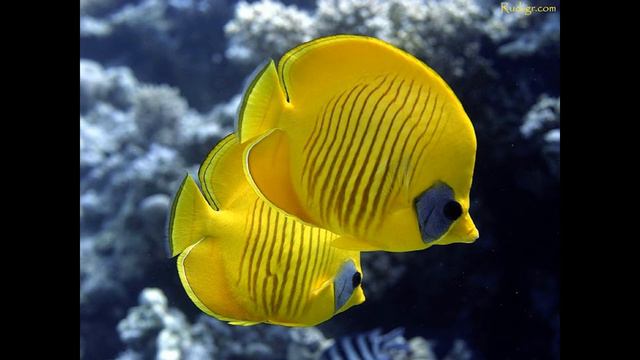 рыбки смотреть онлайн