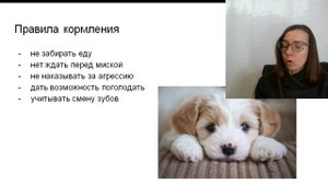 6 важнейших правил кормления! правила кормления и воспитания т   дрессировки щенка?