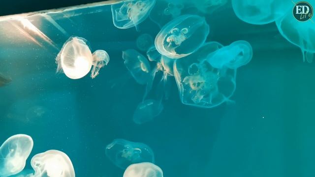 Лунные медузы – как выглядят и передвигаются. Мир медуз в океанариуме Санкт-Петербурга смотреть онлайн