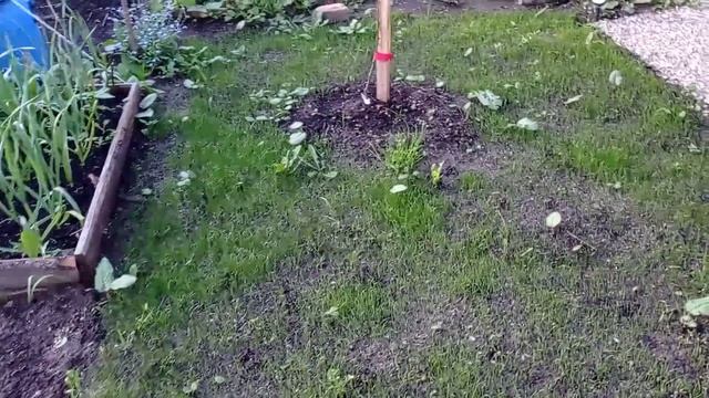 Газон взошёл! смотреть онлайн