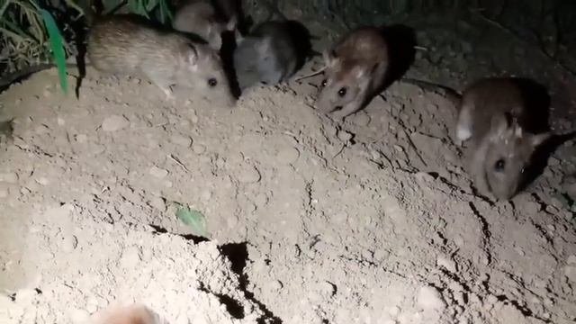 Звук МЫШЕЙ