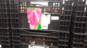 Тюльпаны оптом. Голландские сорта тюльпана. Обзор. Тепличный комплекс Южный Полевод. Казахстан.