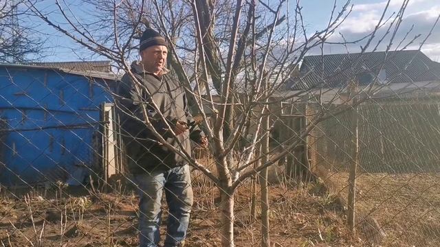 Пилим все деревья во дворе. Весенние игры котов. Жизнь простых людей. Украина.