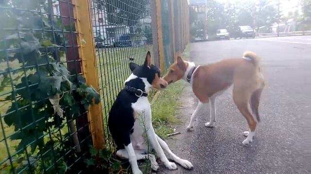 Копия видео "Dream Of Congo Mbaki & Dar Bony-Sona De Congo Delon" смотреть онлайн