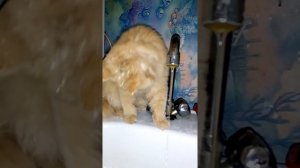 Порода Майн кун.Любимое развлечение!