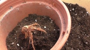 Ранункулюсы укоренились, высаживаю в горшки. Зацветает хионодоксия