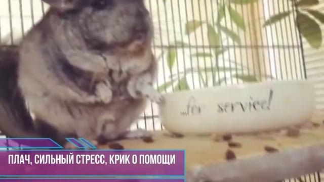 Звуки ШИНШИЛЛ! Что они означают?