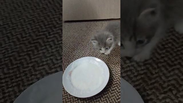 VID-20240812-WA0002.mp4 смотреть онлайн