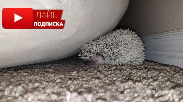 Топ 10 домашних животных | Домашние животные смотреть онлайн