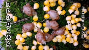 Заждались? Пантерки. Продажа улиток Украина. Питание улиток.