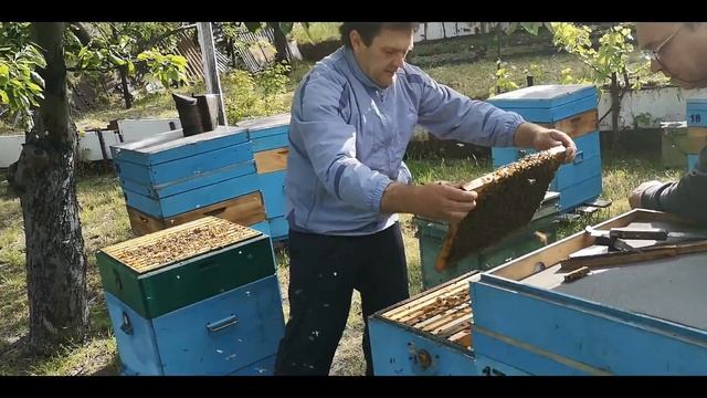 Как акация? Приостановка роения в процессе осмотра. смотреть онлайн