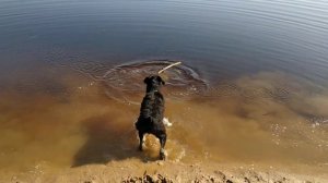 Ризеншнауцер. Первая попытка купания.
