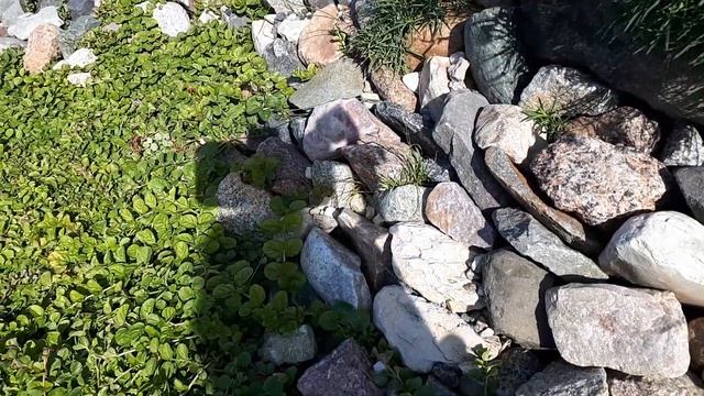 Обзор растений вокруг пруда, часть вторая смотреть онлайн