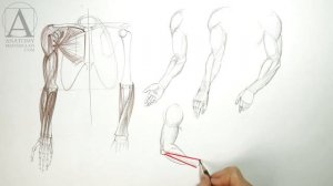 Anatomy of the Arm - Anatomy Lesson for Artists