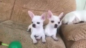 Белая девочка чихуахуа