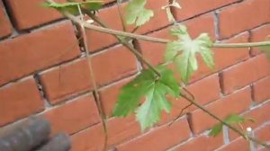 как я заделал трос