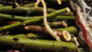 Черенкование роз методом Бурито