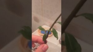 Щитовка на Лавре