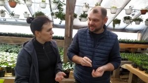 Бегония клубневая, посев. Когда сеять бегонию. Как ухаживать за бегонией. Как сохранить бегонию.