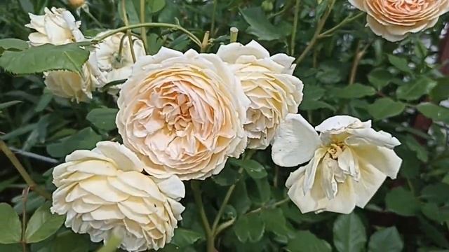 Роза Краун Принцесс Маргарет . Rosa Crown Princess Margareta . смотреть онлайн