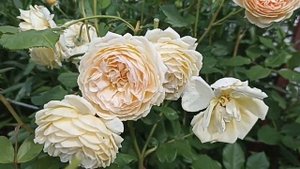Роза Краун Принцесс Маргарет . Rosa Crown Princess Margareta .