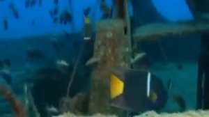 Земля без людей