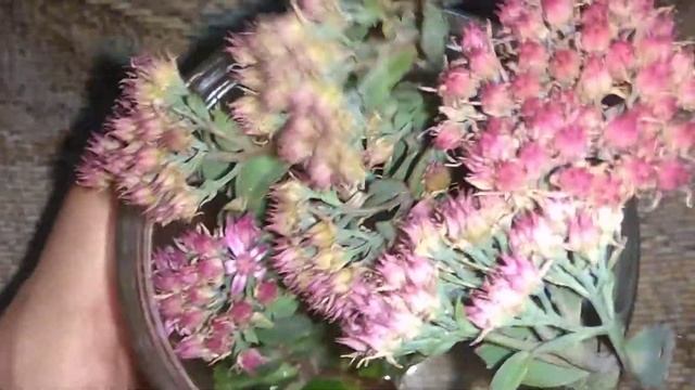 Очиток седум. Мое новое растение размножение черенками смотреть онлайн