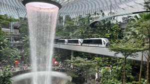 #38 Летим домой! Etihad подвел. Невероятный аэропорт Сингапура. В Абу-Даби тоже неплохо. Зверье мое.