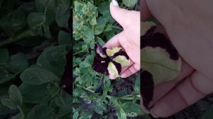 Что получится из своих семян петунии? F2 Лавина белая.