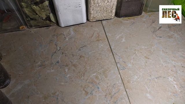 РАСТЕНИЯ/болезни семейства Амариллисовых/ГИППЕАСТРУМ и ТЛЯ/красная ожог/СКАЗОЧНЫЙ ЛЕС