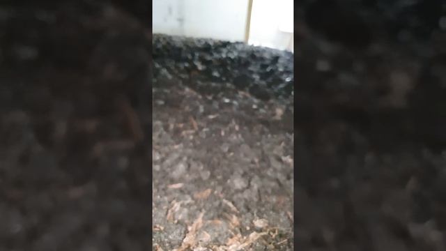 Выращивание шампиньона.Поливы (2 сутки) смотреть онлайн