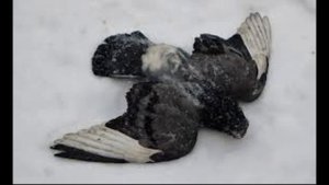 Ассоциации Барабаш А.