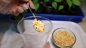 Положите это в стаканчик с рассадой! Секрет от подписчицы!