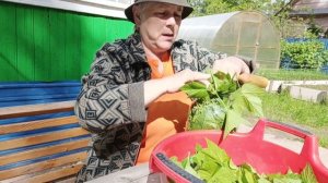 Ферментация листа смородины.☘️?.. (1 этап).