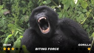 The Biggest Fight - Gorilla vs Bear