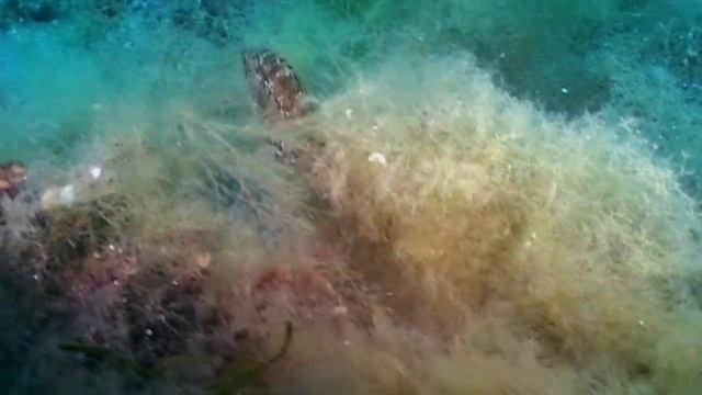 О чем молчат рыбы.17 Рыбы Черного моря смотреть онлайн