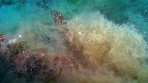 О чем молчат рыбы.17 Рыбы Черного моря