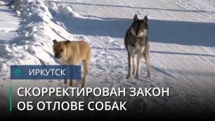 В Иркутской области внесены изменения в закон об отлове бездомных собак