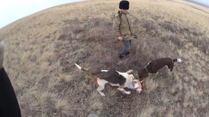 Охота на зайца. Открытие сезона осень 2017-2018.