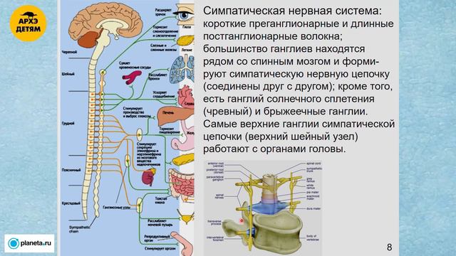 Вячеслав Дубынин: "Вегетативная нервная система" (Лекция 17)