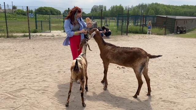 В Зоопарке , какая она умная! смотреть онлайн