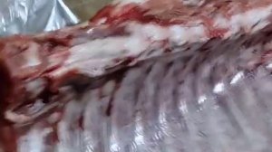 Пробник! Свинка КБ+ДЮРОК 5 месяцев откорм мясокостной мукой и фуражом сало тельняшка