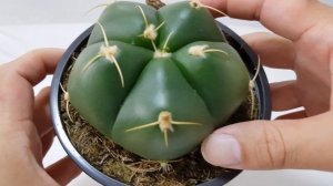 Gymnocalycium Horstii Cactus