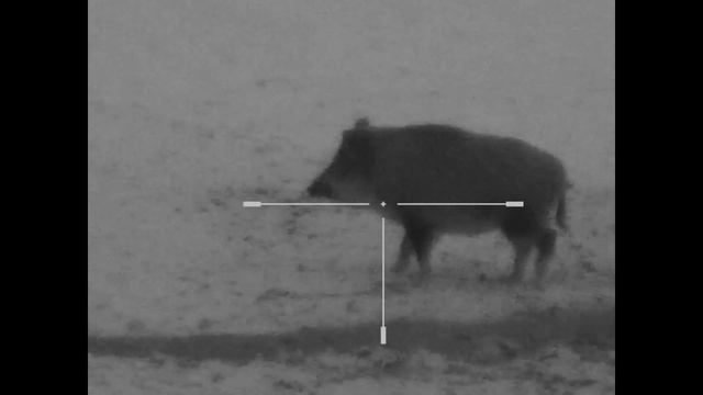 Охота на кабана с вышки.  Удачное закрытие зимнего сезона 2020! смотреть онлайн