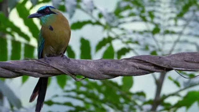 музыка для души ? Лечебная музыка для сердца и сосудов, релакс, лечебная музыка,расслабляющая музык смотреть онлайн