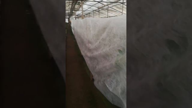 Шефлера гули смотреть онлайн